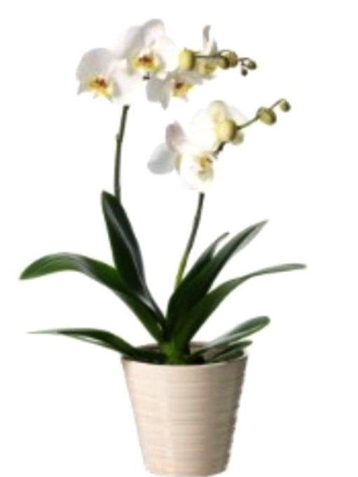 ORCHIDEA PHALAENOPSIS